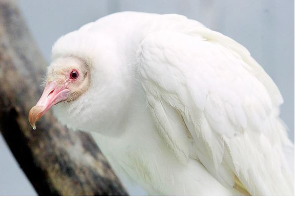 White vulture