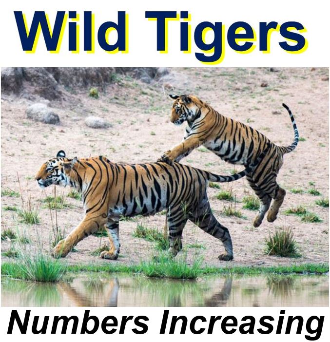 Wild tiger population increasing