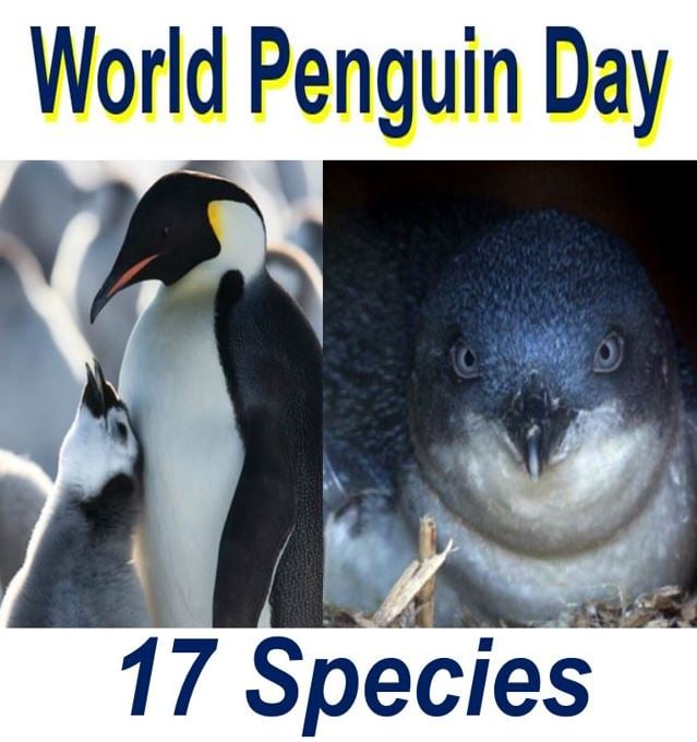 World Penguin Day