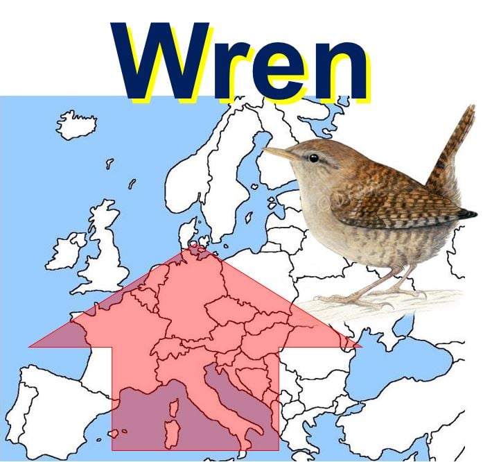Wren bird populations Europe