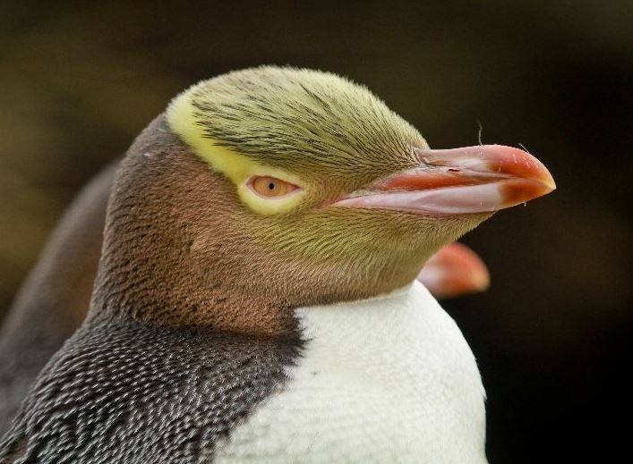 Yellow eyed penguing
