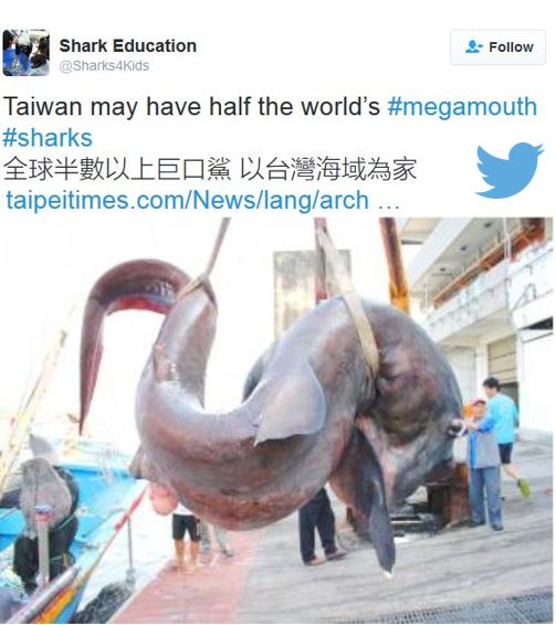 megamouth shark off coast of Taiwan