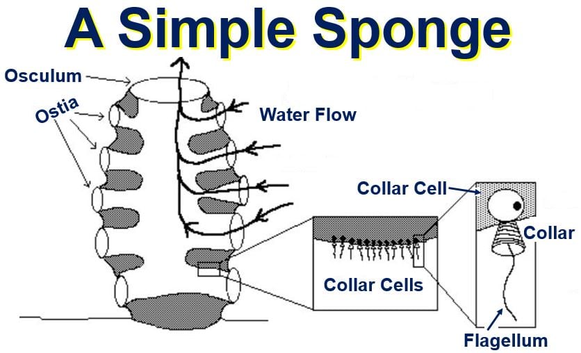 A simple sponge