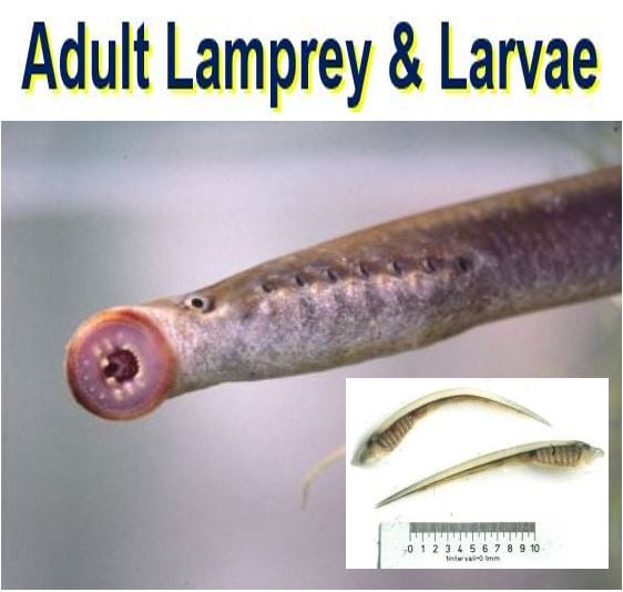 Adult lamprey and larvae
