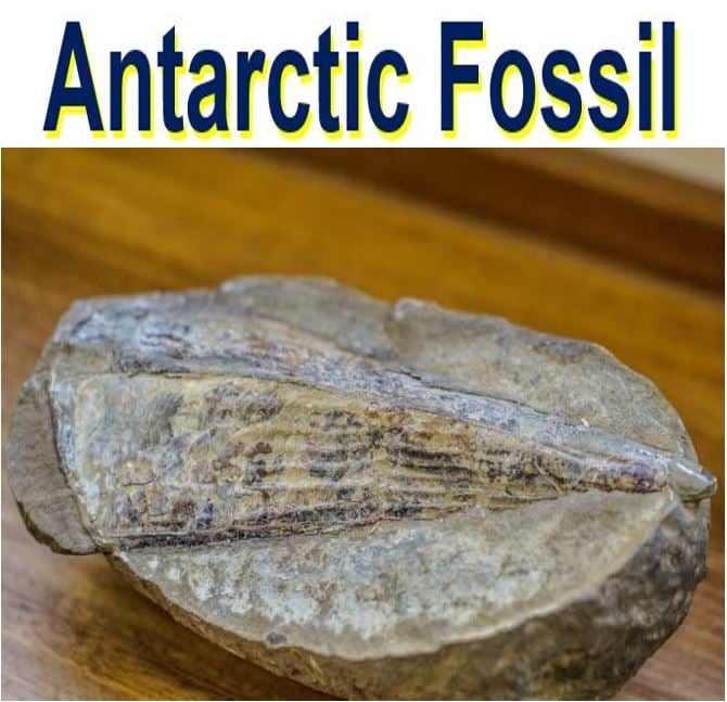 Antarctic fossil mass extinction evidence