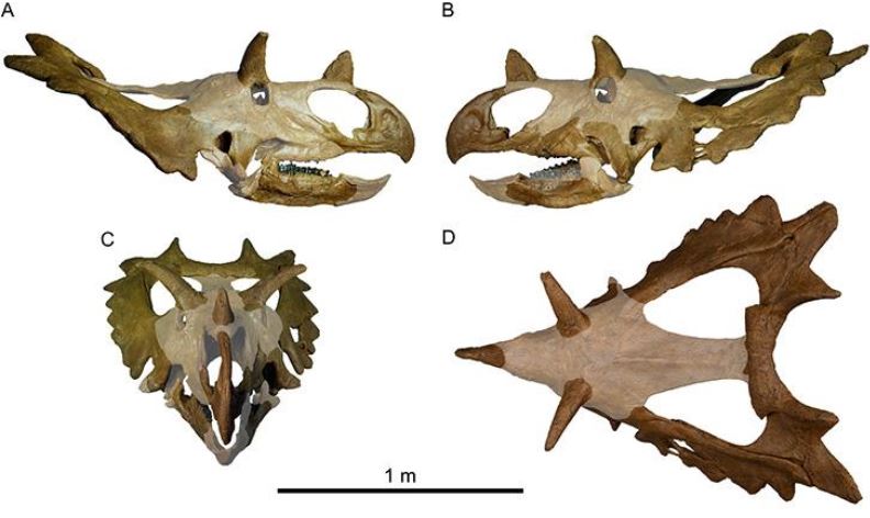 Bones of dinosaur skull