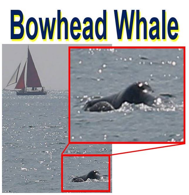 Bowhead Whale spotted off Cornish coast