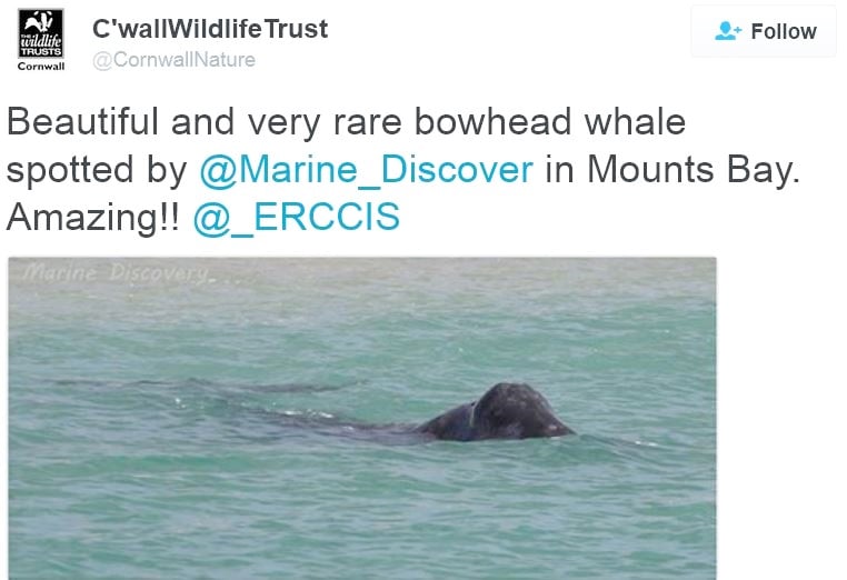 Bowhead Whale twitter posting