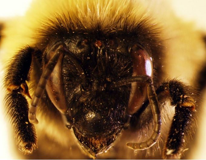 Bumblebee head covered in tiny hairs