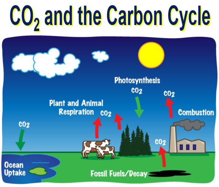 CO2 and the carbon cycle