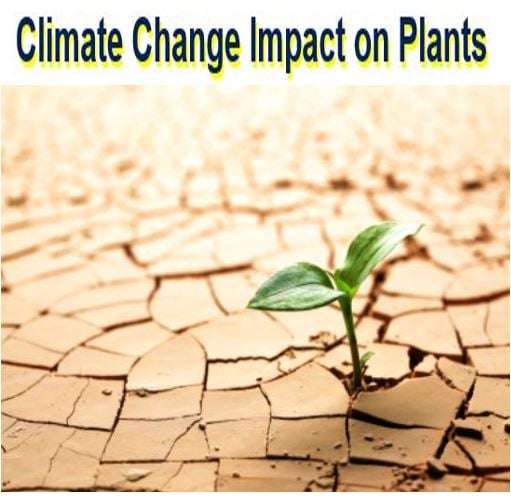 Climate change impact on plants