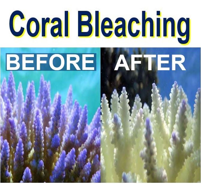 Coral Bleaching after and before