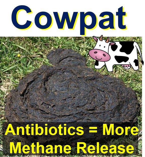 Cowpat plus antibiotic equals more methane