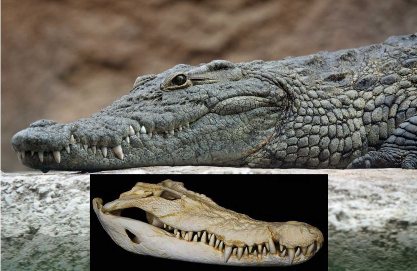 Crocodile and skull