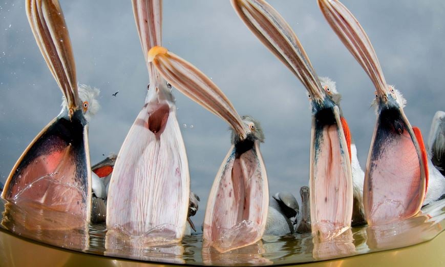 Dalmatian pelicans photo