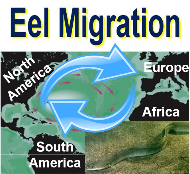 Eel Migration
