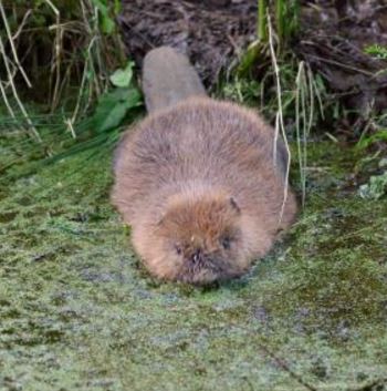 Female beaver takes to the water
