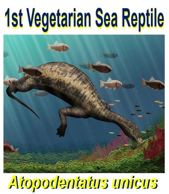 First plant eating marine reptile