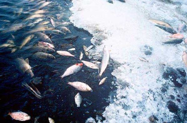 Fish kills due to low oxygen levels