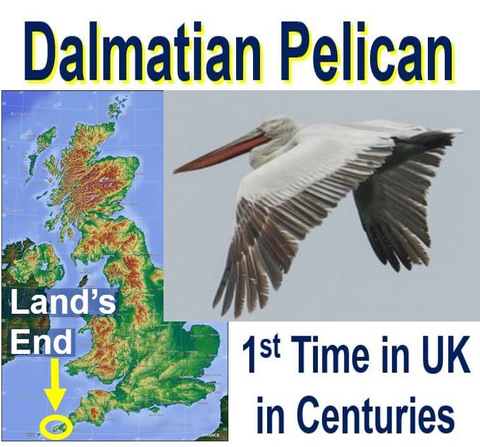 Giant Dalmatian Pelican in UK