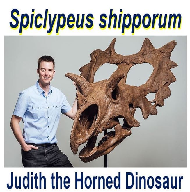 Judith the horned dinosaur