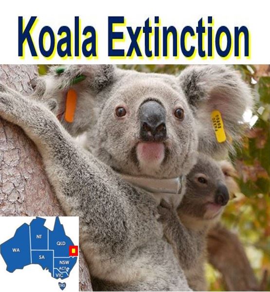 Koala extinction risk
