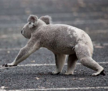 Koala moving on the ground