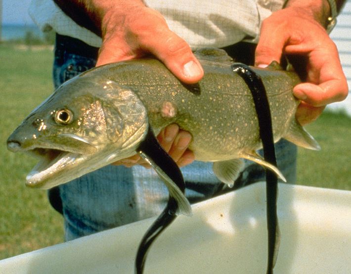 Lamprays on a lake trout