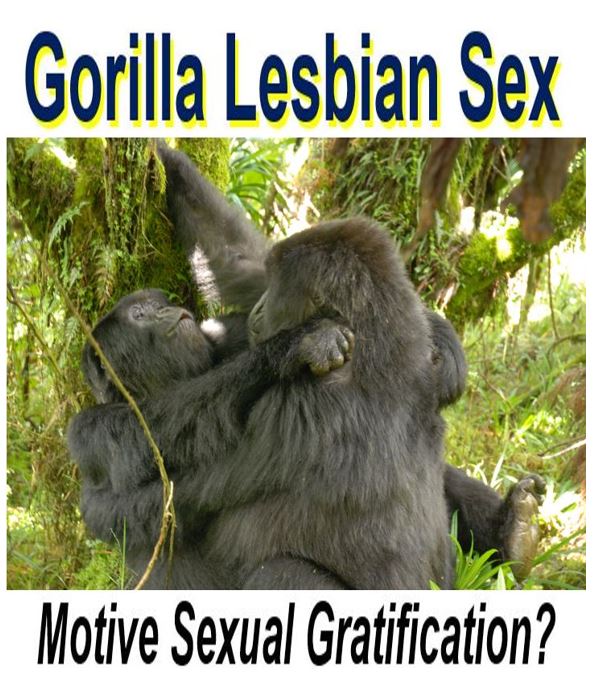 Lesbian Gorillas