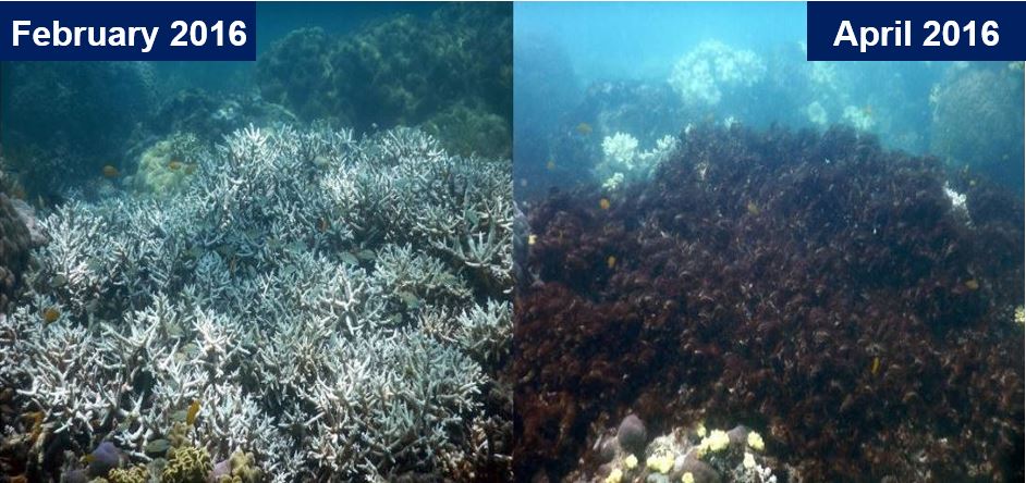 Mass bleaching killing corals
