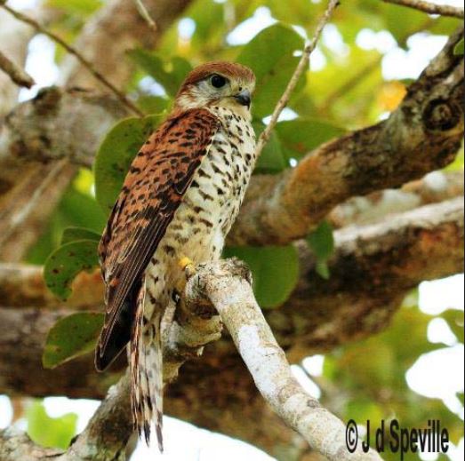 Mauritius Kestrel