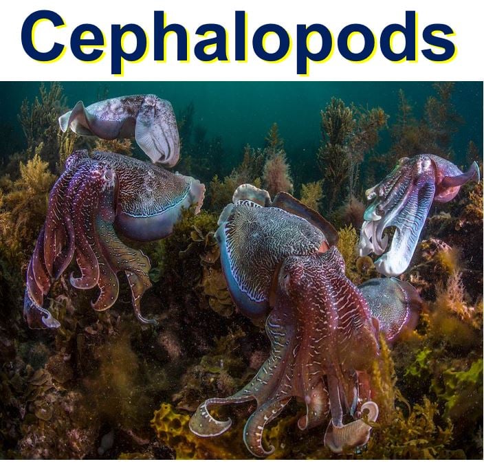 Octopus squid and cuttlefish thriving in warmer waters