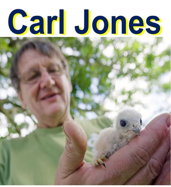 Prof Carl Jones holding a Mauritius kestrel fledgling