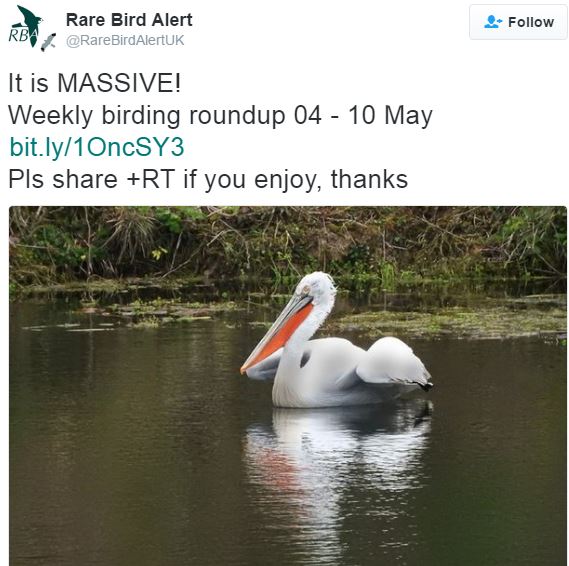 Rare pelican seen in UK for first time