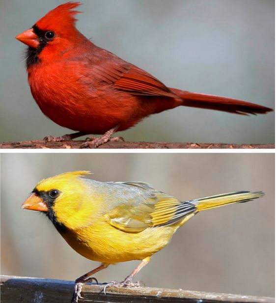 Red and yellow cardinals