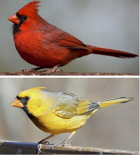 Red and yellow cardinals