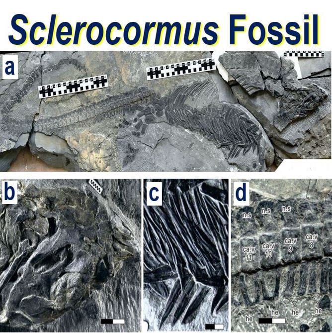 Sclerocormus fossil after mass extinction