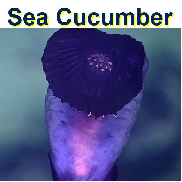 Sea Cucumber