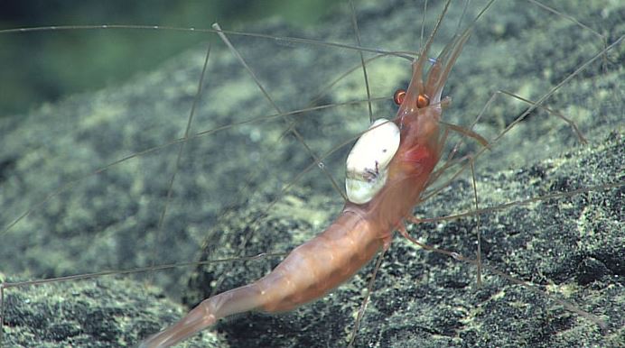 Shrimp with parasite