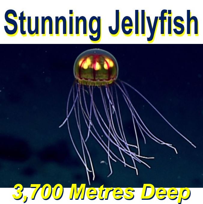 Spectacular Jellyfish
