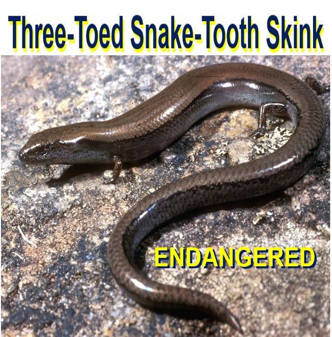 Three toed Snake tooth Skink