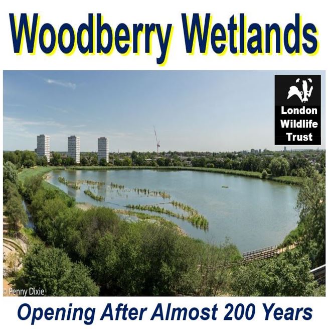 Woodberry Wetland pic