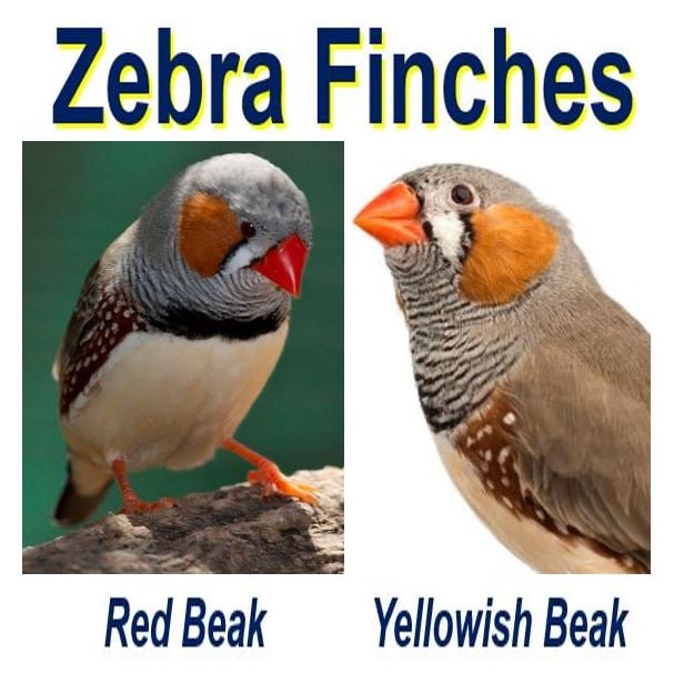 Zebra find red beak and yellowish beak