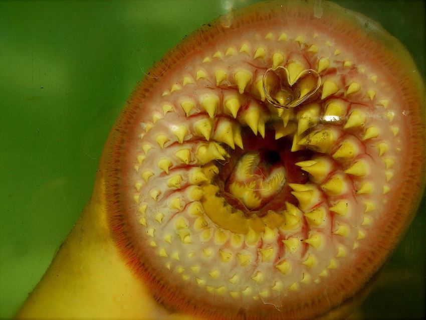 sea lamprey