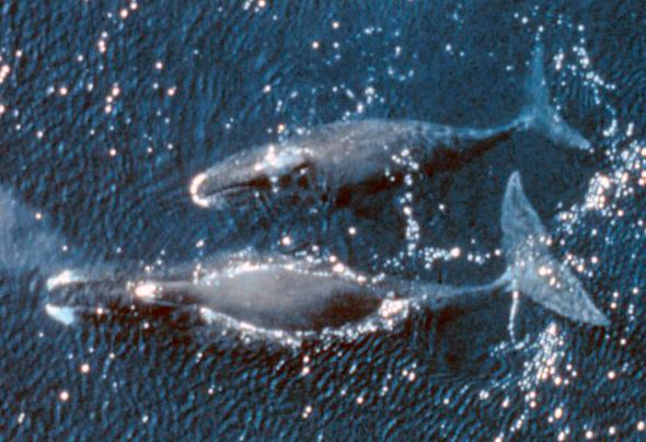 Two bowhead whales