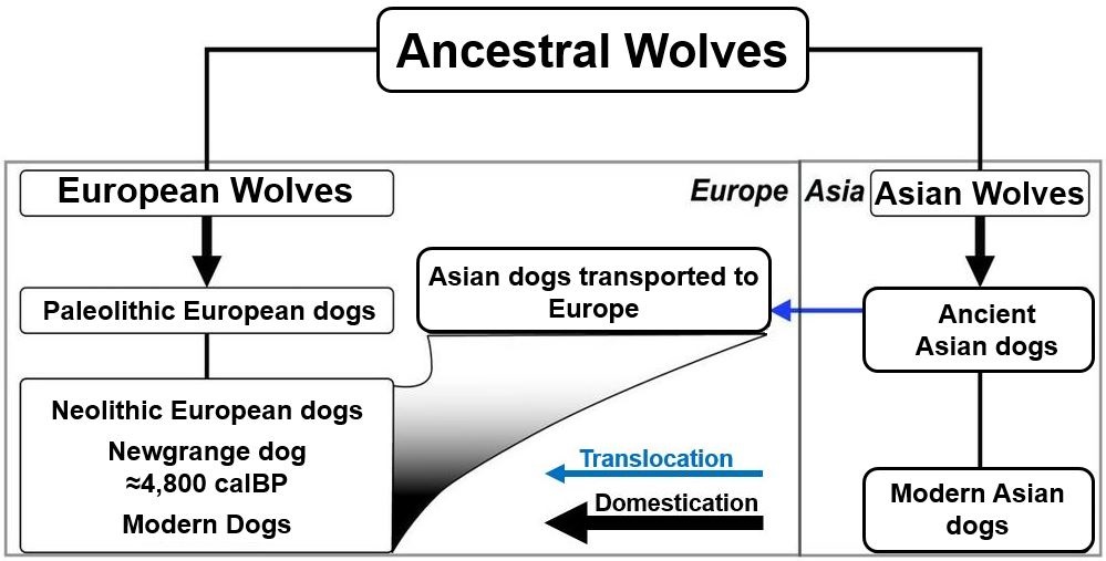 Ancestral wolves dogs Asia and Europe