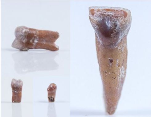 Ancient human teeth unearthed