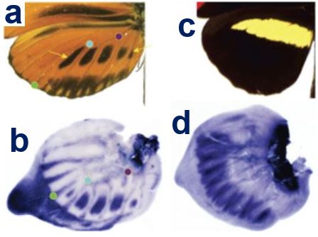 Butterfly colours