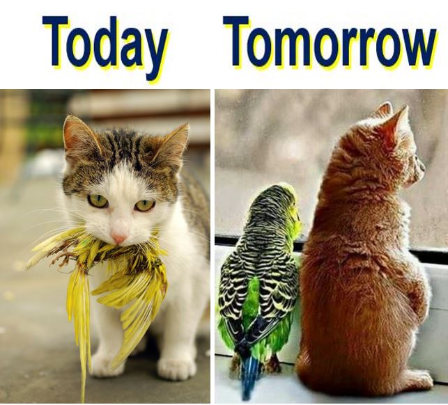 Cat and birds today and tomorrow