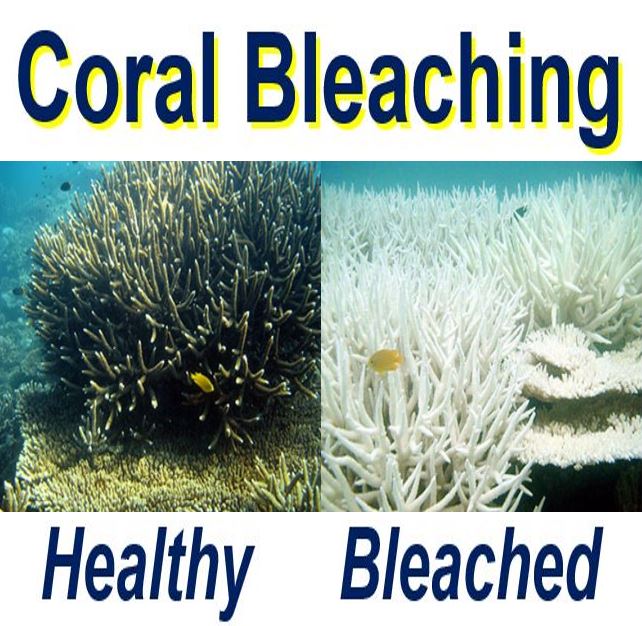 Coral bleaching healthy and bleached